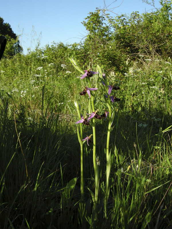 Orchidee del Chianti 2009